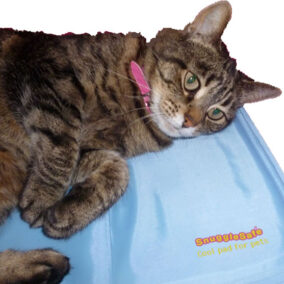 Coussin chauffant SnuggleSafe pour animaux de compagnie